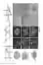 Fig. 04 - DNA gridiron compositions and methods