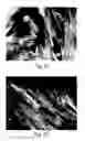 Fig. 05 - WITHAFERIN A ANALOGS AND USES THEREOF