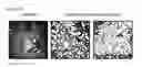 Fig. 20 - Humanized pertussis antibodies and uses thereof