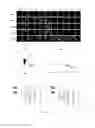 Fig. 03 - Monoclonal antibody against human PrPc and use thereof