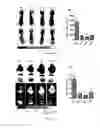 Fig. 06 - Monoclonal antibody against human PrPc and use thereof