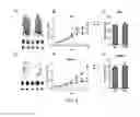 Fig. 07 - Monoclonal antibody against human PrPc and use thereof