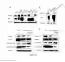 Fig. 09 - Monoclonal antibody against human PrPc and use thereof