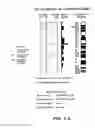 Fig. 06 - NUCLEOTIDE AND AMINO ACID SEQUENCES RELATING TO RESPIRATORY DISEASES AND OBESITY