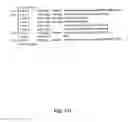 Fig. 25 - NUCLEOTIDE AND AMINO ACID SEQUENCES RELATING TO RESPIRATORY DISEASES AND OBESITY
