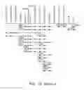 Fig. 31 - NUCLEOTIDE AND AMINO ACID SEQUENCES RELATING TO RESPIRATORY DISEASES AND OBESITY