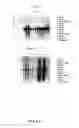 Fig. 50 - NUCLEOTIDE AND AMINO ACID SEQUENCES RELATING TO RESPIRATORY DISEASES AND OBESITY
