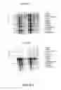 Fig. 55 - NUCLEOTIDE AND AMINO ACID SEQUENCES RELATING TO RESPIRATORY DISEASES AND OBESITY
