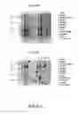 Fig. 57 - NUCLEOTIDE AND AMINO ACID SEQUENCES RELATING TO RESPIRATORY DISEASES AND OBESITY