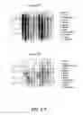 Fig. 63 - NUCLEOTIDE AND AMINO ACID SEQUENCES RELATING TO RESPIRATORY DISEASES AND OBESITY