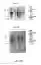 Fig. 64 - NUCLEOTIDE AND AMINO ACID SEQUENCES RELATING TO RESPIRATORY DISEASES AND OBESITY
