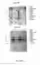 Fig. 65 - NUCLEOTIDE AND AMINO ACID SEQUENCES RELATING TO RESPIRATORY DISEASES AND OBESITY
