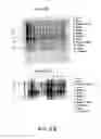 Fig. 66 - NUCLEOTIDE AND AMINO ACID SEQUENCES RELATING TO RESPIRATORY DISEASES AND OBESITY