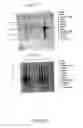 Fig. 68 - NUCLEOTIDE AND AMINO ACID SEQUENCES RELATING TO RESPIRATORY DISEASES AND OBESITY