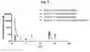 Fig. 05 - Thymic stromal lymphopoietin (TSLP)-binding molecules and methods of using the molecules