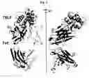 Fig. 07 - Thymic stromal lymphopoietin (TSLP)-binding molecules and methods of using the molecules