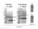 Fig. 09 - Compositions and methods related to engineered Fc constructs