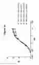 Fig. 06 - Monoclonal antibodies against HER2 epitope and methods of use thereof