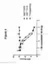 Fig. 08 - Monoclonal antibodies against HER2 epitope and methods of use thereof