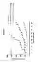 Fig. 13 - Monoclonal antibodies against HER2 epitope and methods of use thereof