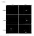 Fig. 07 - Selective immunodepletion of endogenous stem cell niche for engraftment