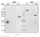 Fig. 07 - Thrombin-binding antibody molecules and uses thereof