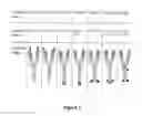 Fig. 02 - Proteins specific for BAFF and B7RP1