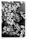 Fig. 04 - Dissolution of oxidized cellulose