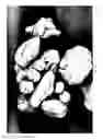 Fig. 07 - Dissolution of oxidized cellulose