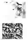 Fig. 04 - CIRCULAR FEW LAYER GRAPHENE