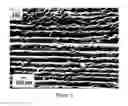 Fig. 06 - Composites and coatings containing multilayer polymer flakes for engineered reflective properties