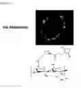 Fig. 04 - HYALURONIC ACID DERIVATIVES AND COMPOSITION FOR CELL-SURFACE ENGINEERING USING THE SAME