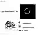 Fig. 06 - HYALURONIC ACID DERIVATIVES AND COMPOSITION FOR CELL-SURFACE ENGINEERING USING THE SAME