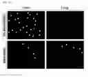 Fig. 30 - HYALURONIC ACID DERIVATIVES AND COMPOSITION FOR CELL-SURFACE ENGINEERING USING THE SAME