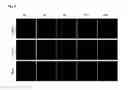 Fig. 07 - METHOD FOR GENERATING CELL CONDENSATE FOR SELF-ORGANIZATION