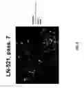 Fig. 06 - Maintenance of differentiated cells with laminins