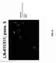 Fig. 07 - Maintenance of differentiated cells with laminins
