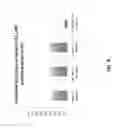 Fig. 10 - Maintenance of differentiated cells with laminins