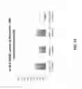 Fig. 11 - Maintenance of differentiated cells with laminins