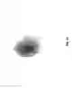 Fig. 15 - Maintenance of differentiated cells with laminins