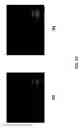 Fig. 20 - Maintenance of differentiated cells with laminins