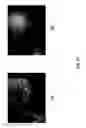 Fig. 22 - Maintenance of differentiated cells with laminins