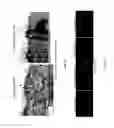 Fig. 13 - MACS-based purification of stem cell-derived retinal pigment epithelium