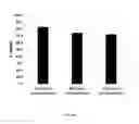 Fig. 16 - MACS-based purification of stem cell-derived retinal pigment epithelium
