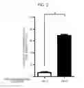 Fig. 03 - CD82-positive cardiac progenitor cells