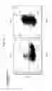 Fig. 06 - CD82-positive cardiac progenitor cells