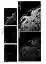 Fig. 08 - CD82-positive cardiac progenitor cells
