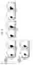 Fig. 12 - CD82-positive cardiac progenitor cells