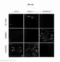 Fig. 06 - Methods of differentiating stem cells by modulating miR-124