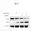 Fig. 33 - Methods of differentiating stem cells by modulating miR-124